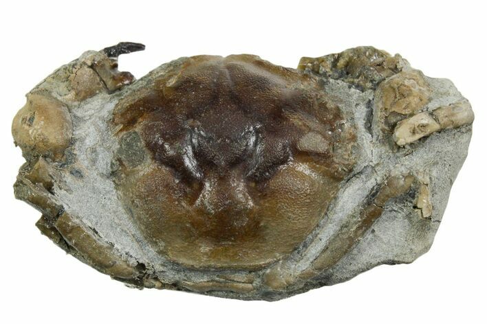 Eocene Fossil Crab (Pulalius) - Washington State #354986